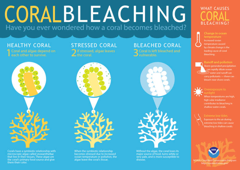 170626 coral bleaching1
